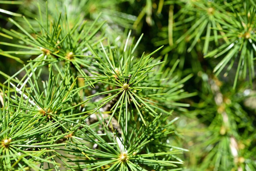 cedar-726258_1280